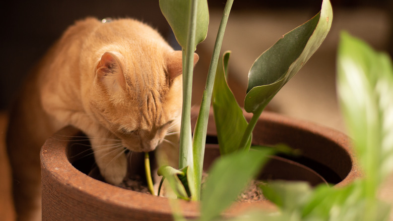 cat digging in houseplant