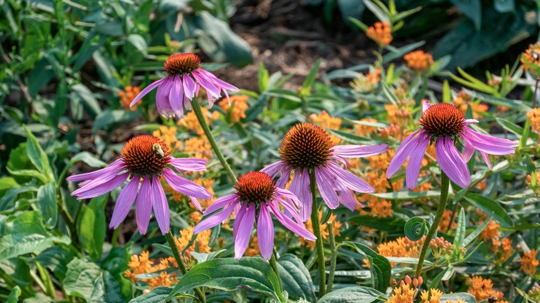 Pink coneflowers in garden