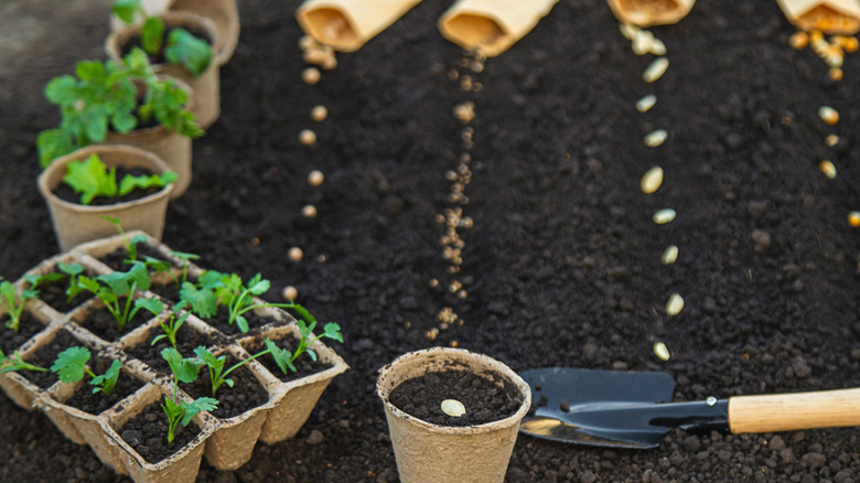 Seeds being planted and seedlings growing in pots