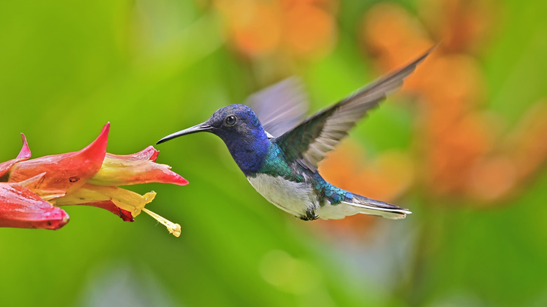hummingbird feeding at orange flower