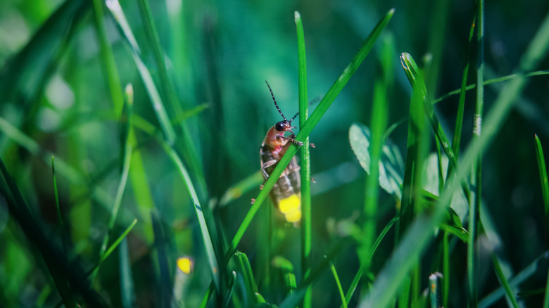 firefly in the grass