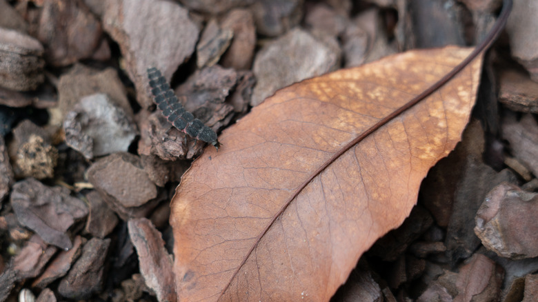 firefly larvae in leaf litter