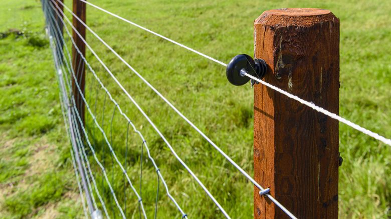 Elecric fence in grass