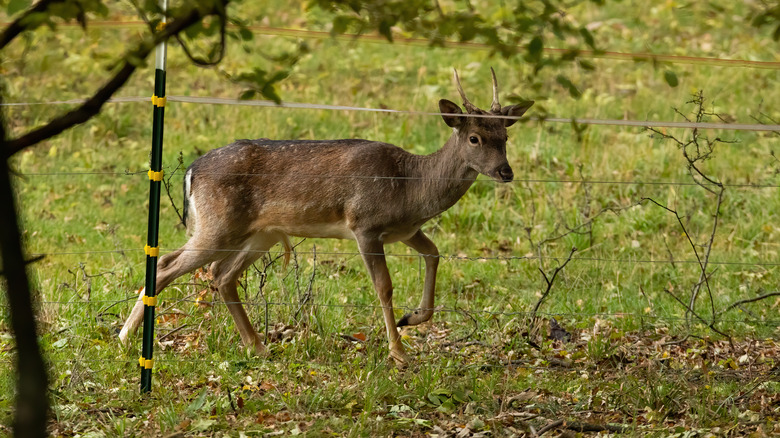 Deer near electric fence