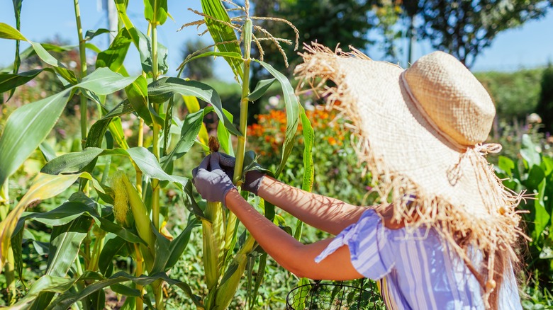 harvesting corn from the garden