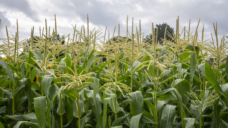 tassels of corn plants