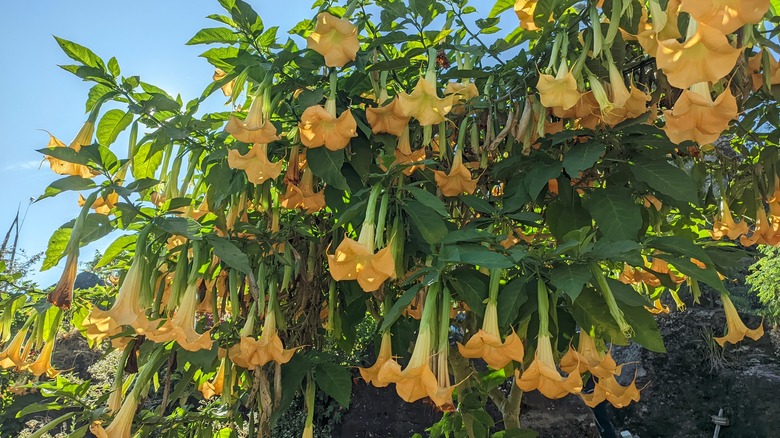 Yellow angel's trumpet is beautiful but toxic.