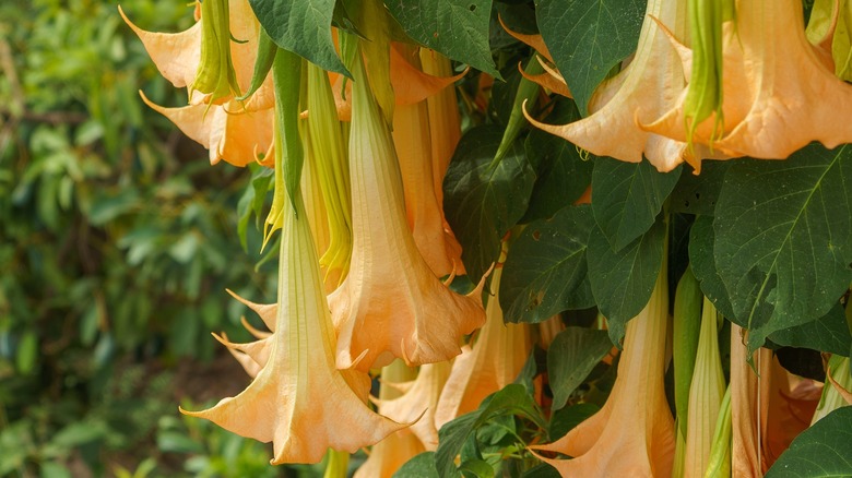 It may be tempting, but a deep breath of angel's trumpet can cause irritation.