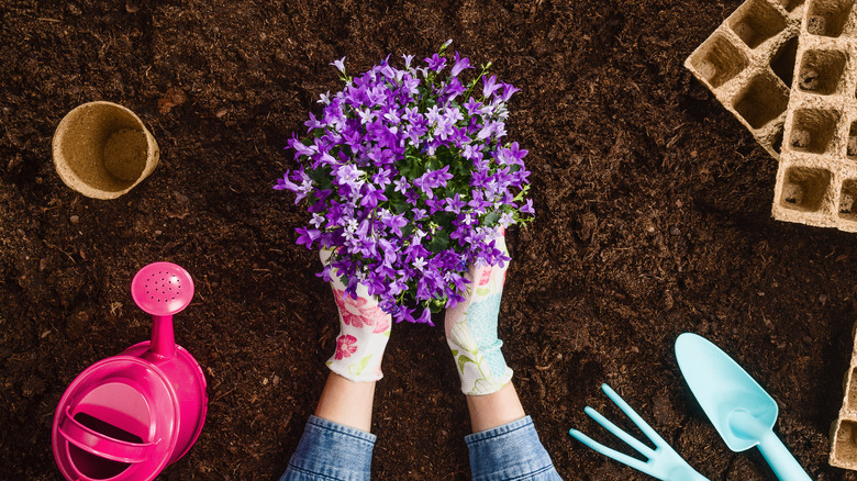 Someone planting a ground cover plant in fresh soil