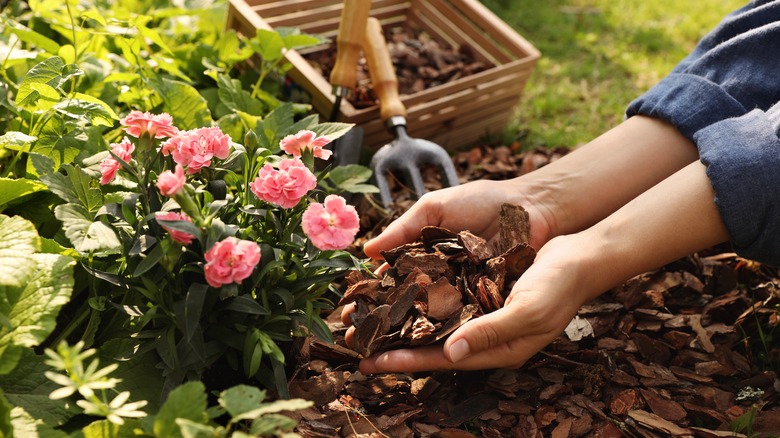 A person adding wood chip mulch around plants in outdoor landscaping