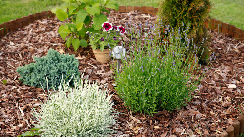 A nicely mulched garden bed containing young plants and ornamental grass