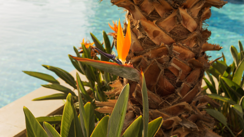 Bird of paradise near pool