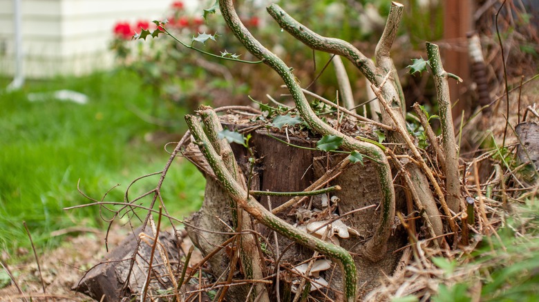 Holly bush stump in yard