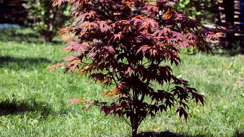 Young amur maple tree