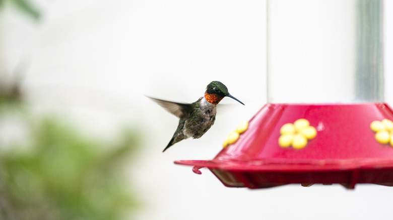 Green hummingbird at feeder