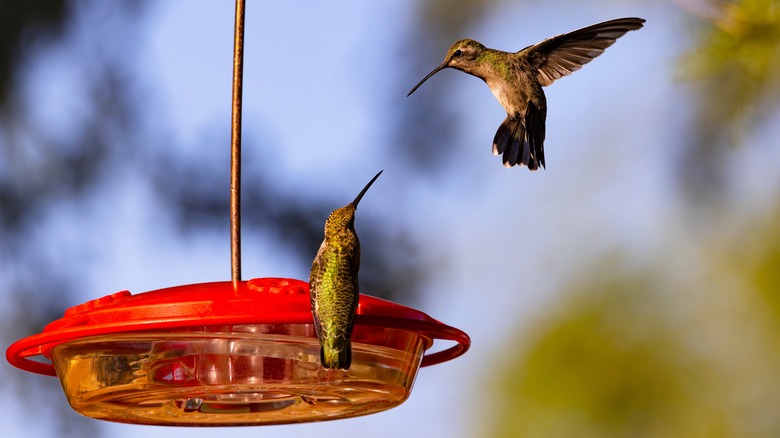 Hummingbirds on a feeder 