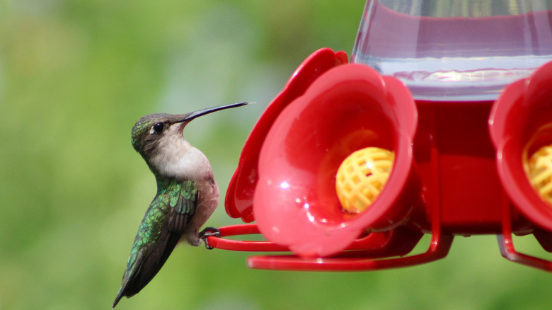 Hummingbird on a feeder 