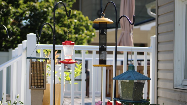 Hummingbird feeders in yard 
