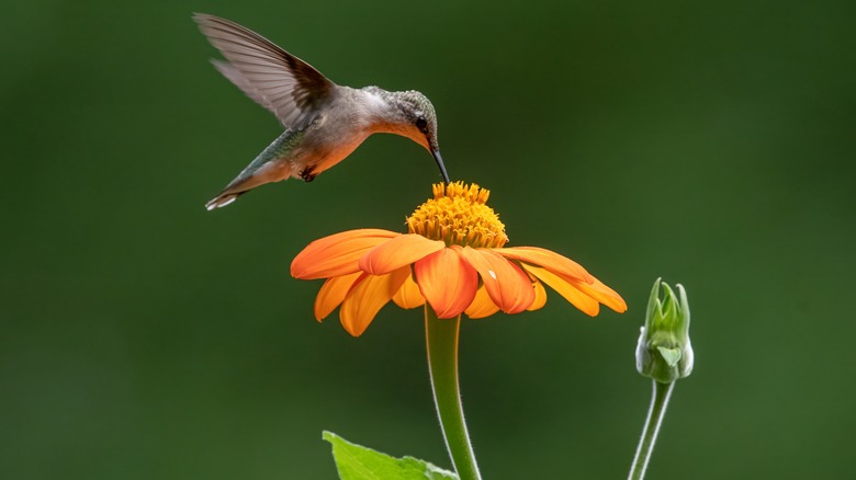Hummingbird eating from Mexican Sunflower