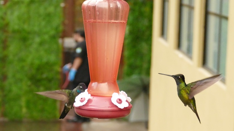 Hummingbirds at a feeder