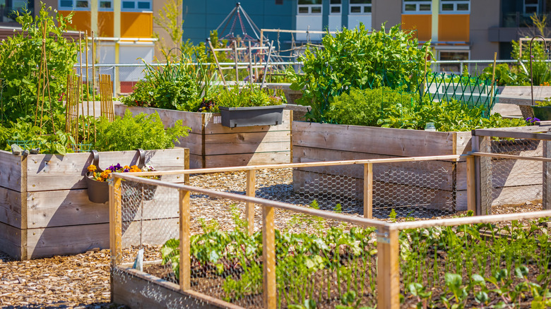 A collection of raised garden beds filled with thriving vegetables