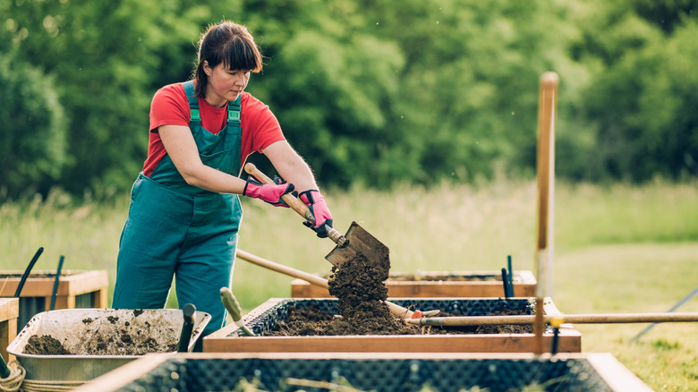 Woman shoveling compost  into a raised garden bed from a wheelbarrow