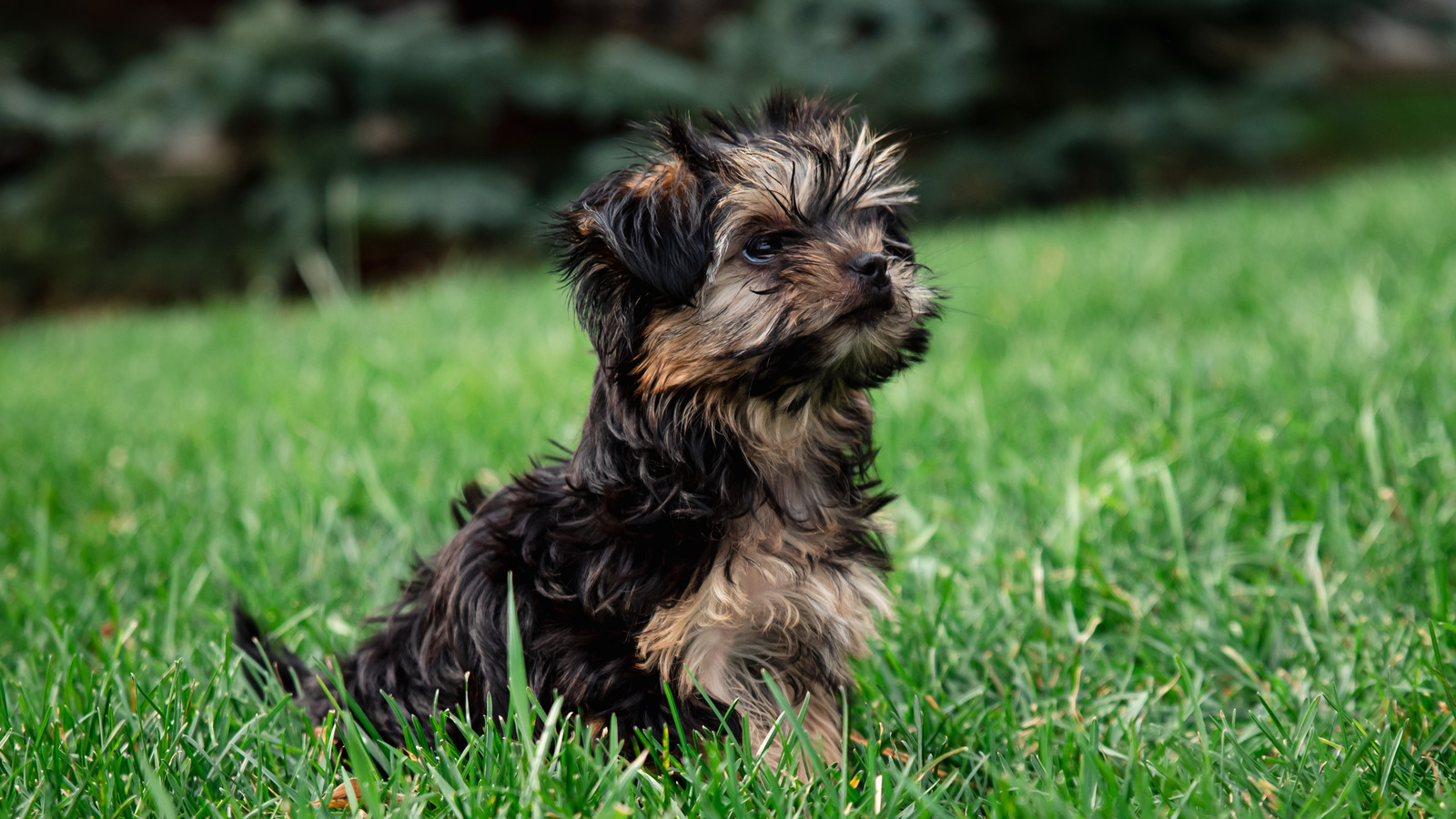 why-you-might-want-to-fertilize-your-lawn-less-if-you-have-dogs