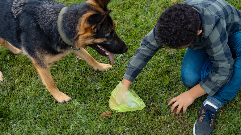 person picking up dog feces