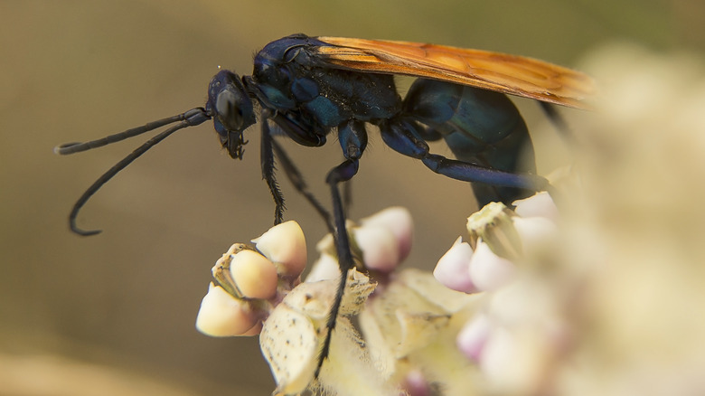 Tarantula hawk wasp