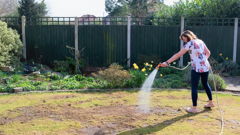 Woman watering after reseeding lawn