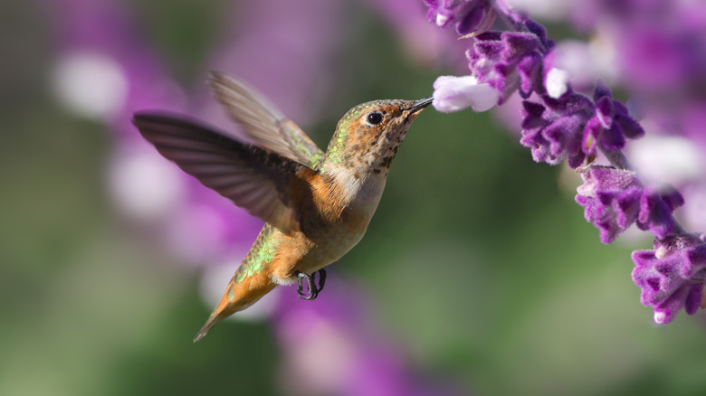 Hummingbird feeding on sage flowers
