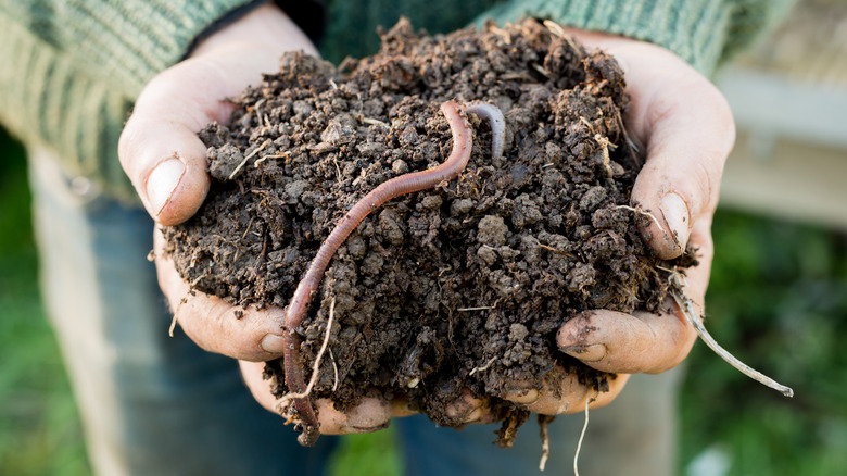 Person holding dirt that has earthworms in it