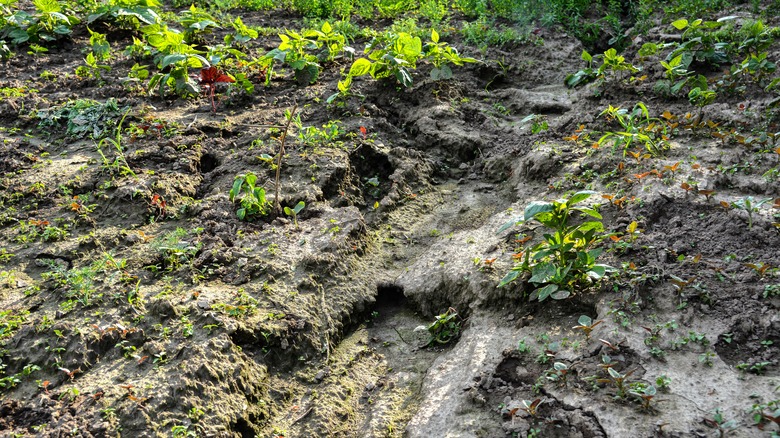 Soil erosion in garden caused by rainstorm 