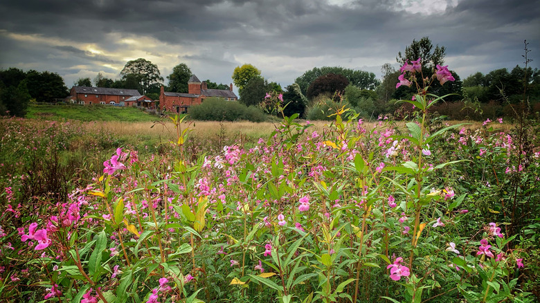 large field of Himalayan balsam