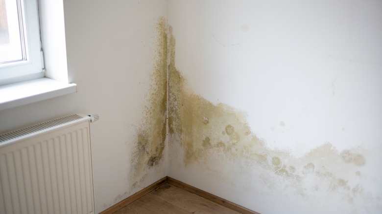 mold in the house