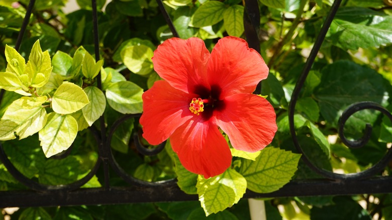 red hibiscus