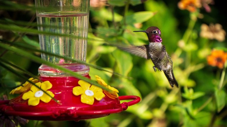 hummingbird at feeder