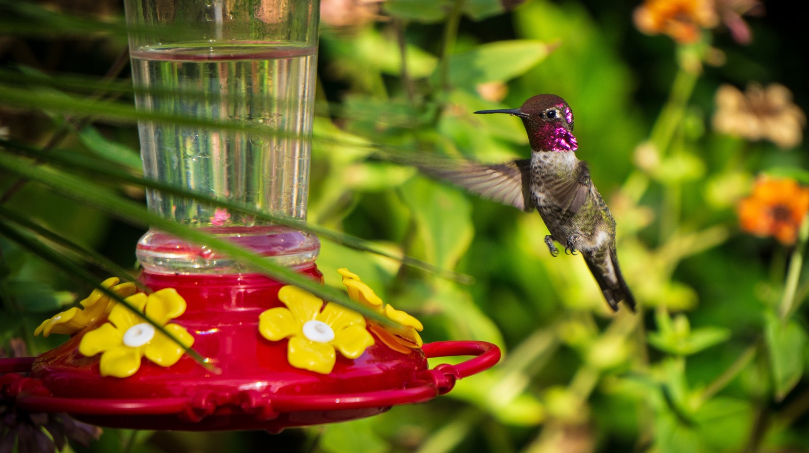 Why You Should Add A Hibiscus Flower To Your Hummingbird Feeder