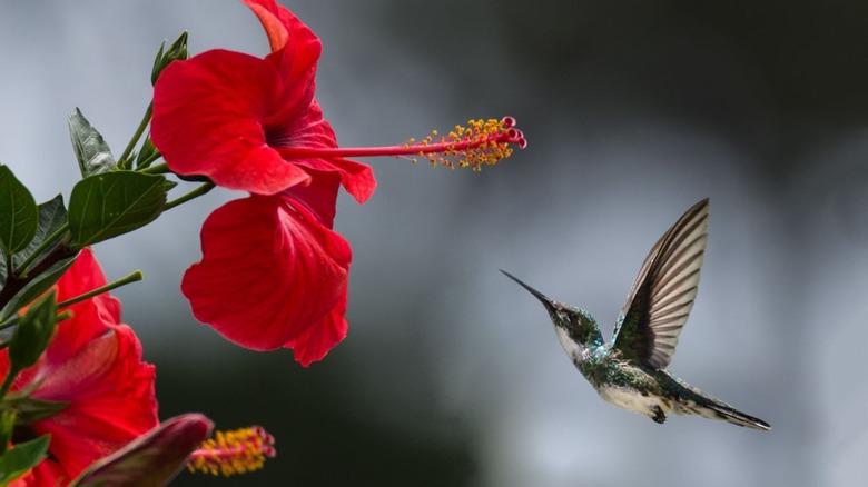 hummingbird with red hibiscus