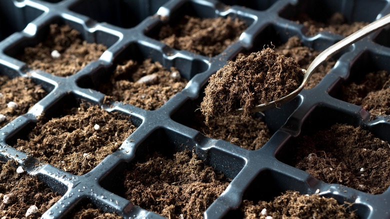 spooning soil into seedling trays