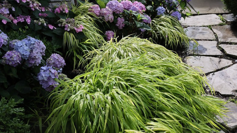  Hakone grass as garden border