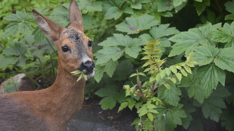 Deer in garden