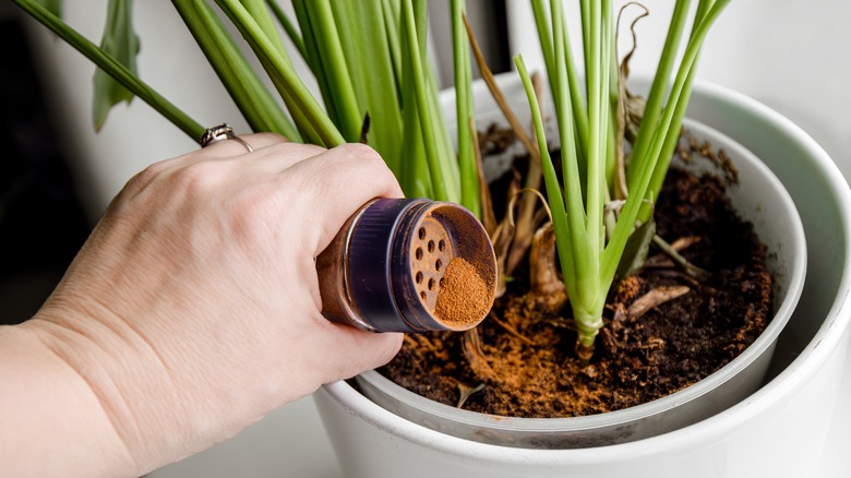 hand shaking cinnamon into houseplant