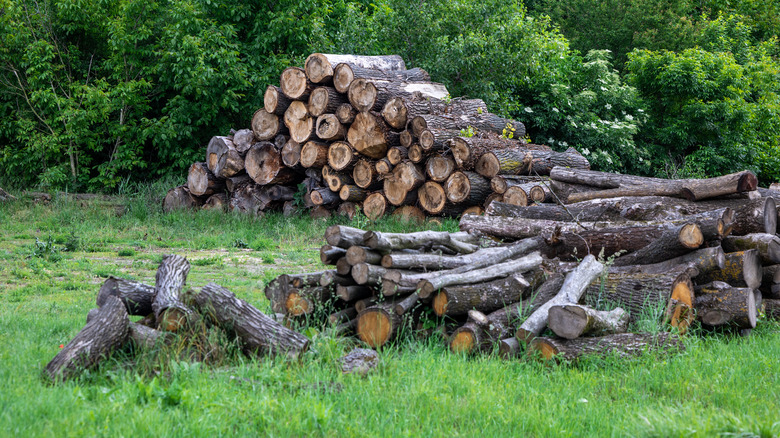 log pile for fireflies