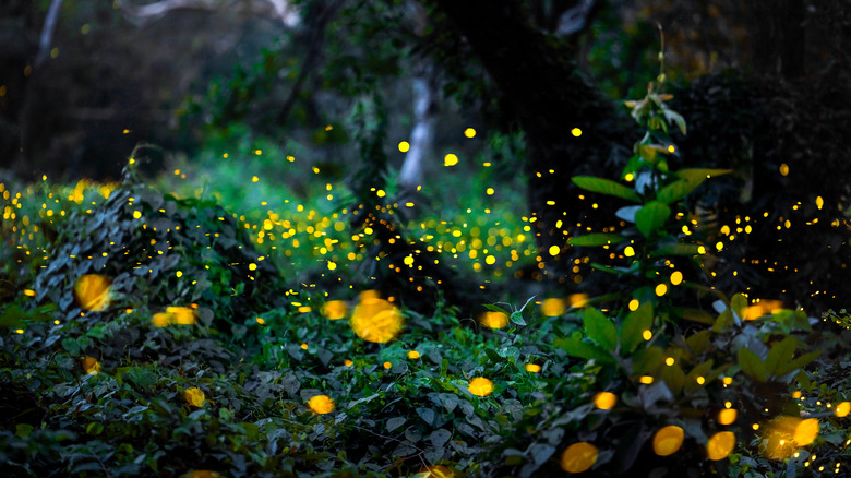 fireflies at night