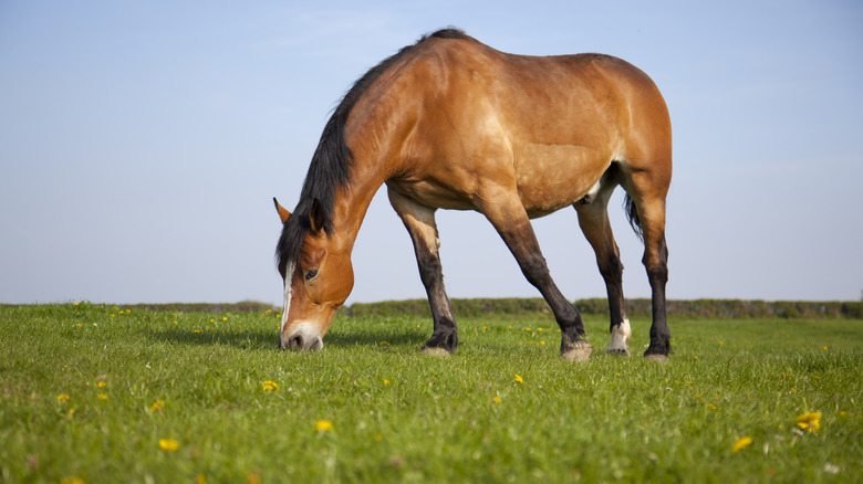Brown horse grazing at pasture