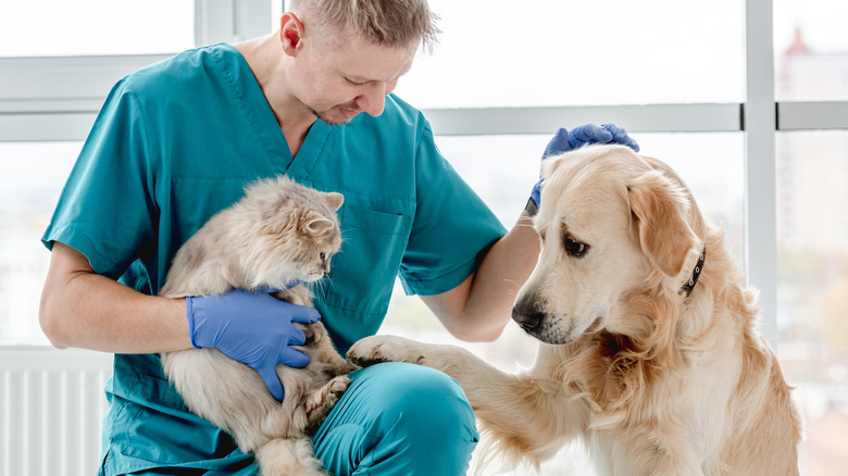 vet with dog and cat