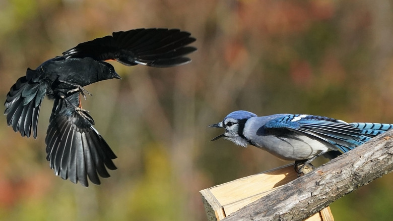 Blue Jay fighting off black bird