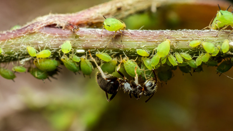 ant eating aphids