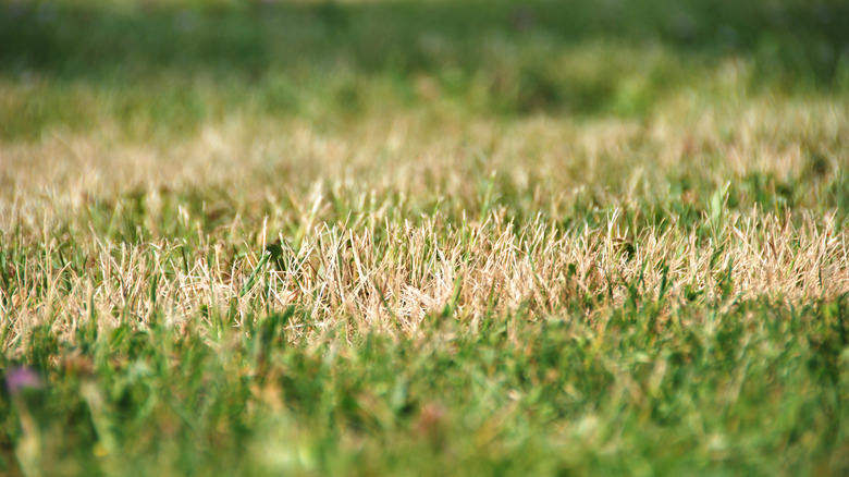 closeup of dry unhealthy grass